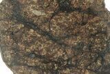 Chondrite Meteorite ( g) Slice with Shock Veins - Morocco #227975-1